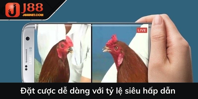 Đặt cược dễ dàng với tỷ lệ siêu hấp dẫn